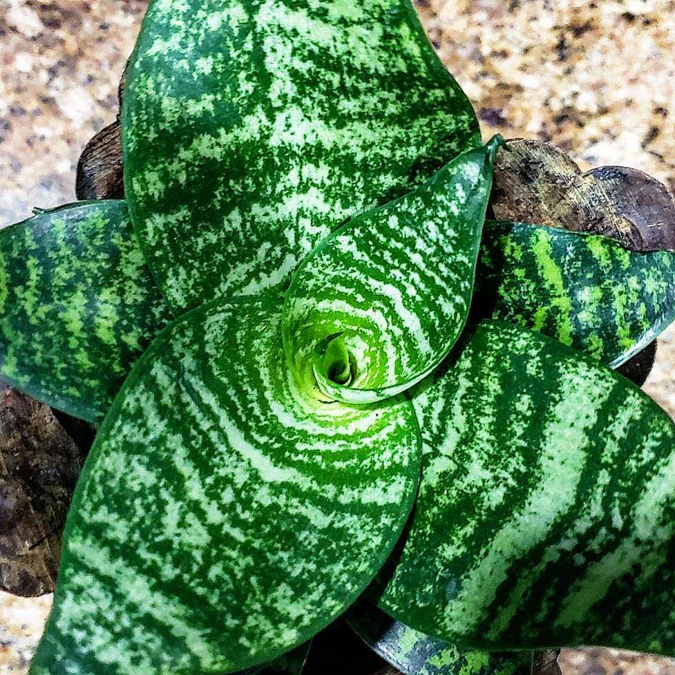 Photo of the plant species Forest Star Snake Plant on Greg, the plant care app