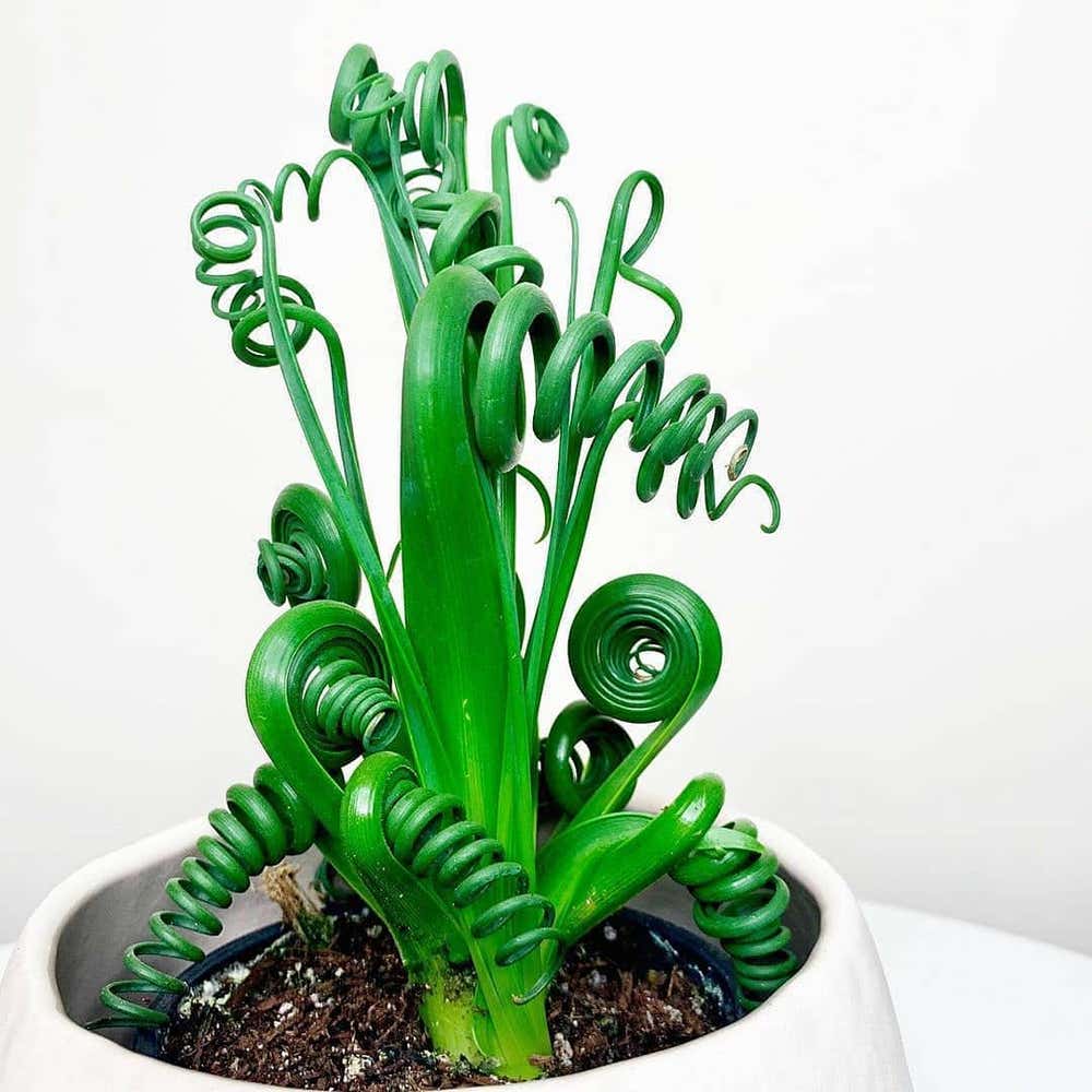 Photo of the plant species Albuca Spiralis on Greg, the plant care app