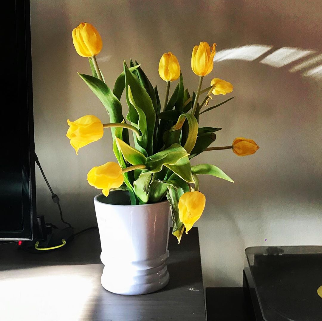 Photo of the plant species Garden Tulip on Greg, the plant care app