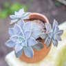 Plant care for Gray Ghost Organ Pipe on Greg, the plant care app