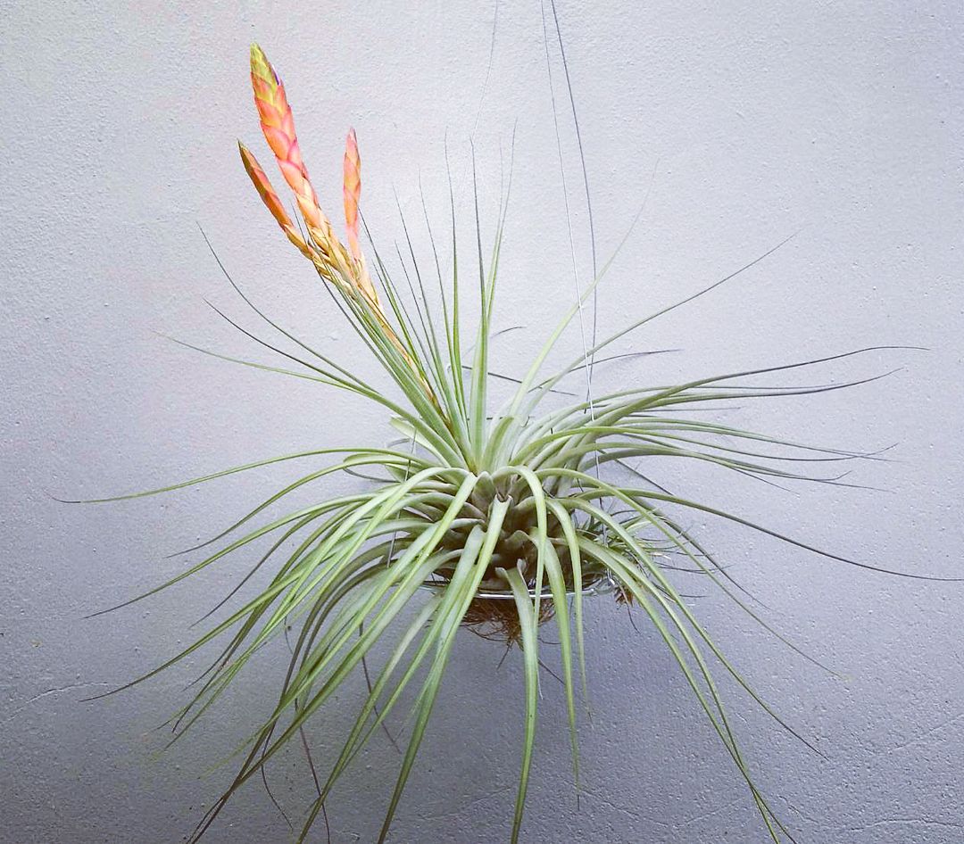 Photo of the plant species Giant Airplant on Greg, the plant care app