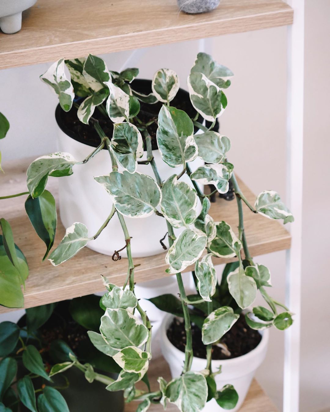 Photo of the plant species Glacier Pothos on Greg, the plant care app