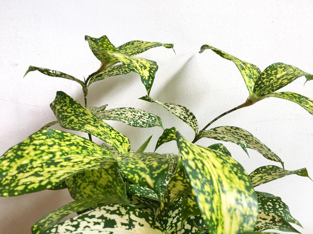 Photo of the plant species Gold Dust Dracaena on Greg, the plant care app