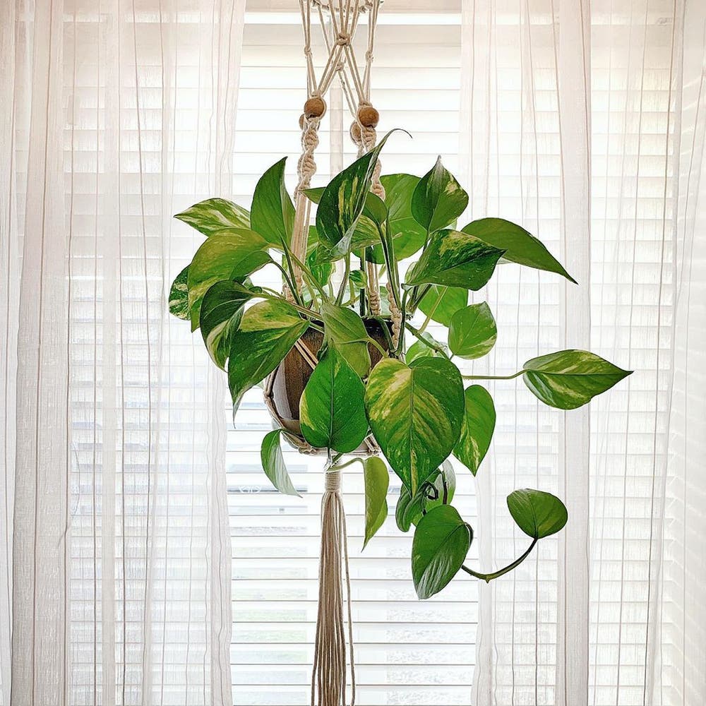Photo of the plant species Golden Pothos on Greg, the plant care app