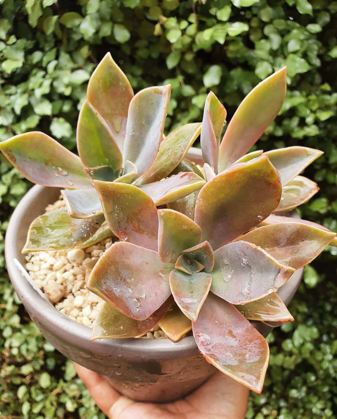 Photo of the plant species Graptoveria 'Fred Ives' on Greg, the plant care app