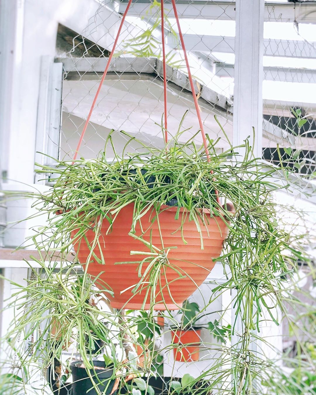 Photo of the plant species Grass-leaved Hoya on Greg, the plant care app