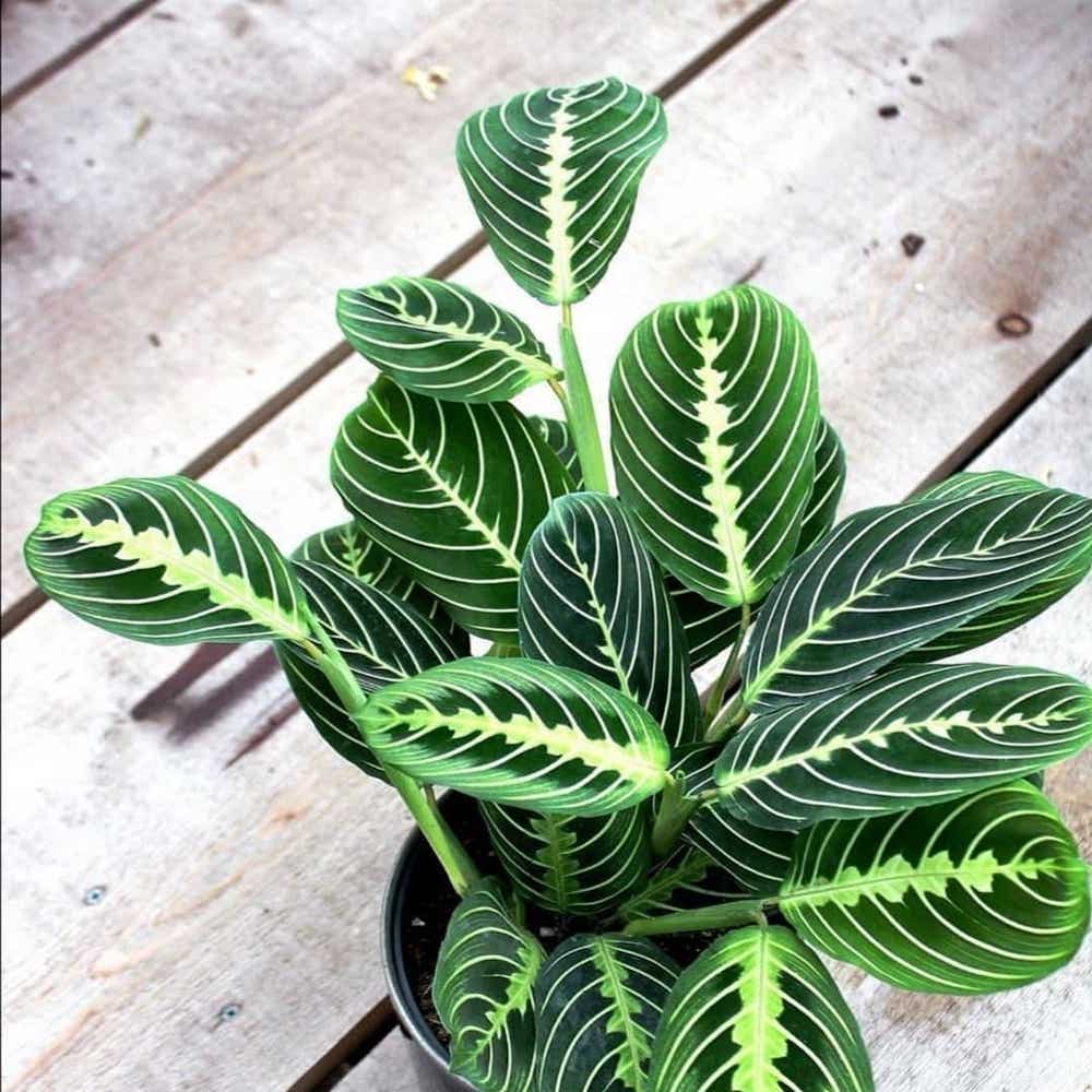 Photo of the plant species Green Prayer Plant on Greg, the plant care app