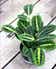 Calculate water needs of Green Prayer Plant
