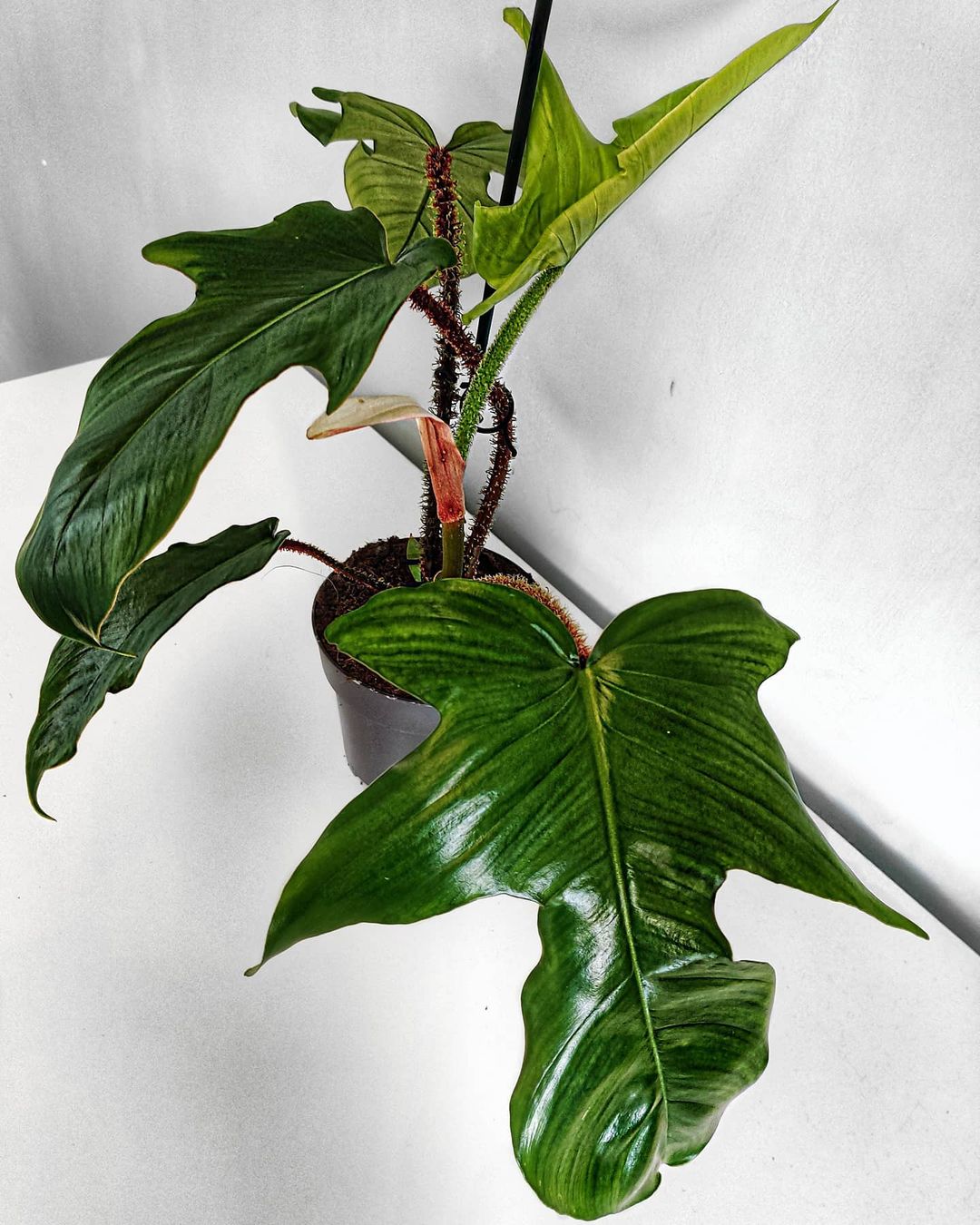 Photo of the plant species Hairy Philodendron on Greg, the plant care app