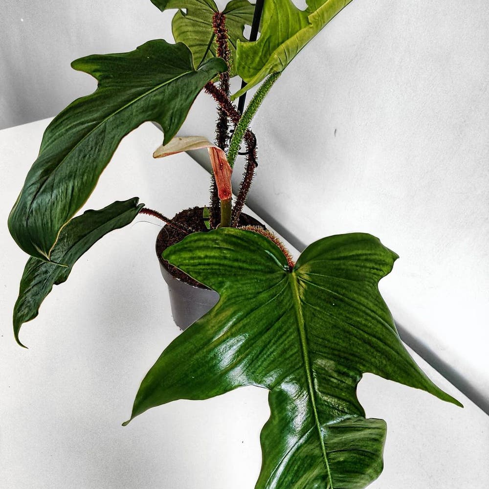 Photo of the plant species Philodendron Squamiferum on Greg, the plant care app