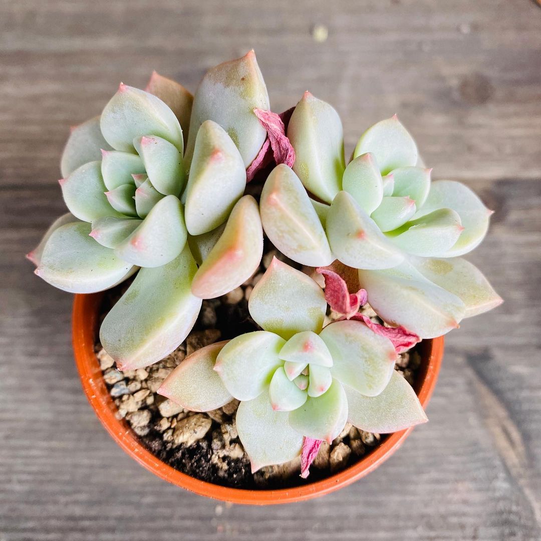 Photo of the plant species Graptoveria 'Harry Watson' on Greg, the plant care app
