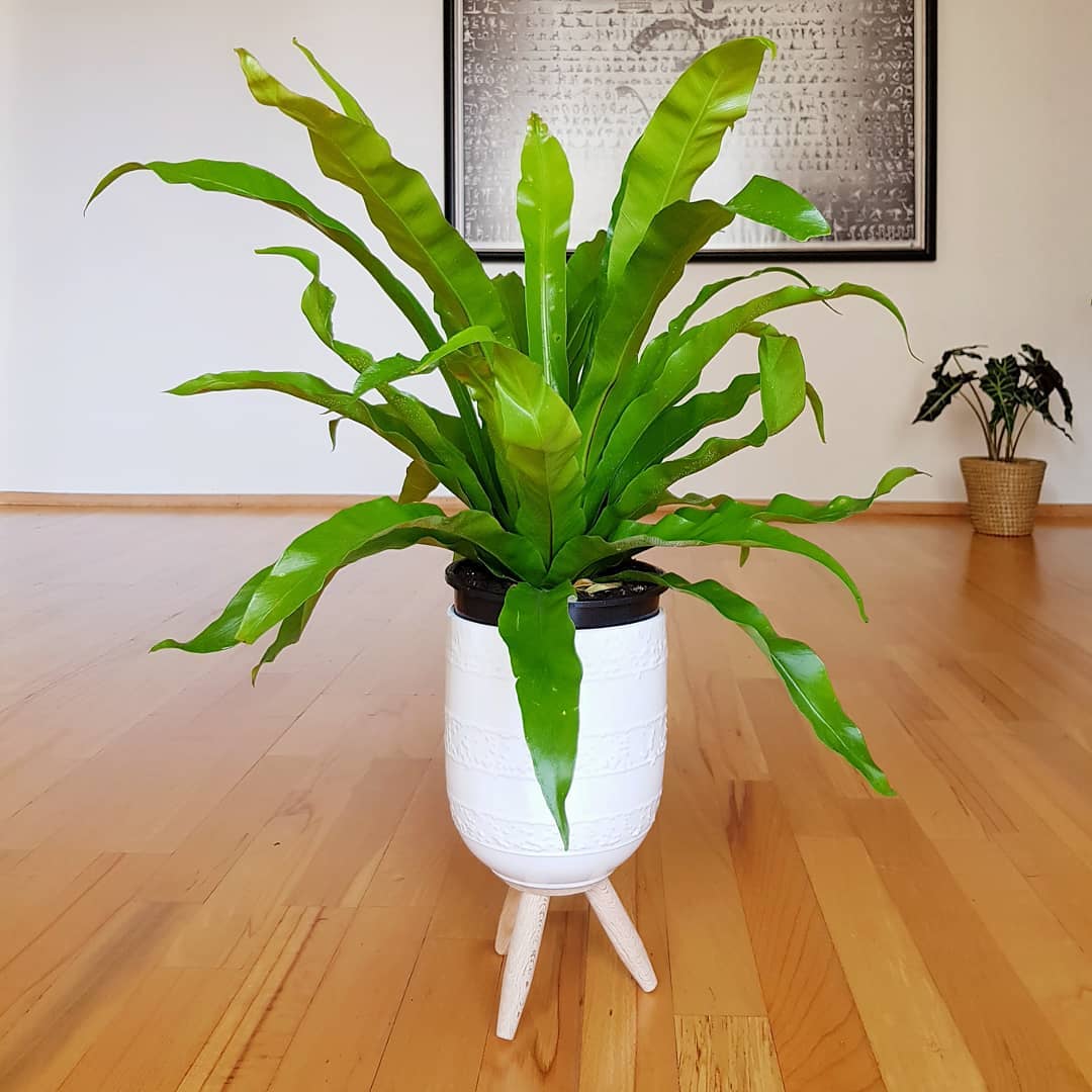 Photo of the plant species Hart's Tongue Fern on Greg, the plant care app