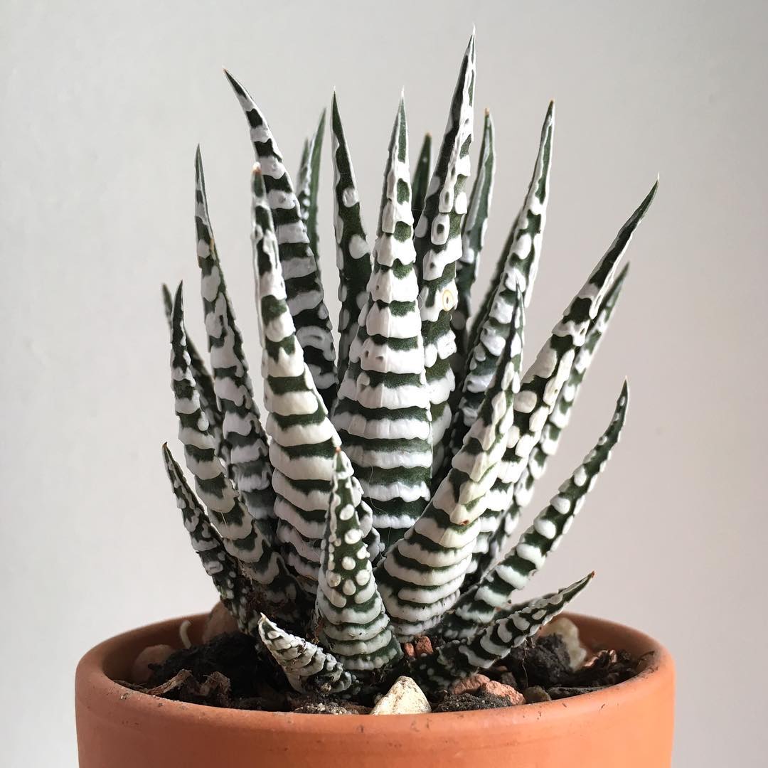 Photo of the plant species Haworthia Alba on Greg, the plant care app