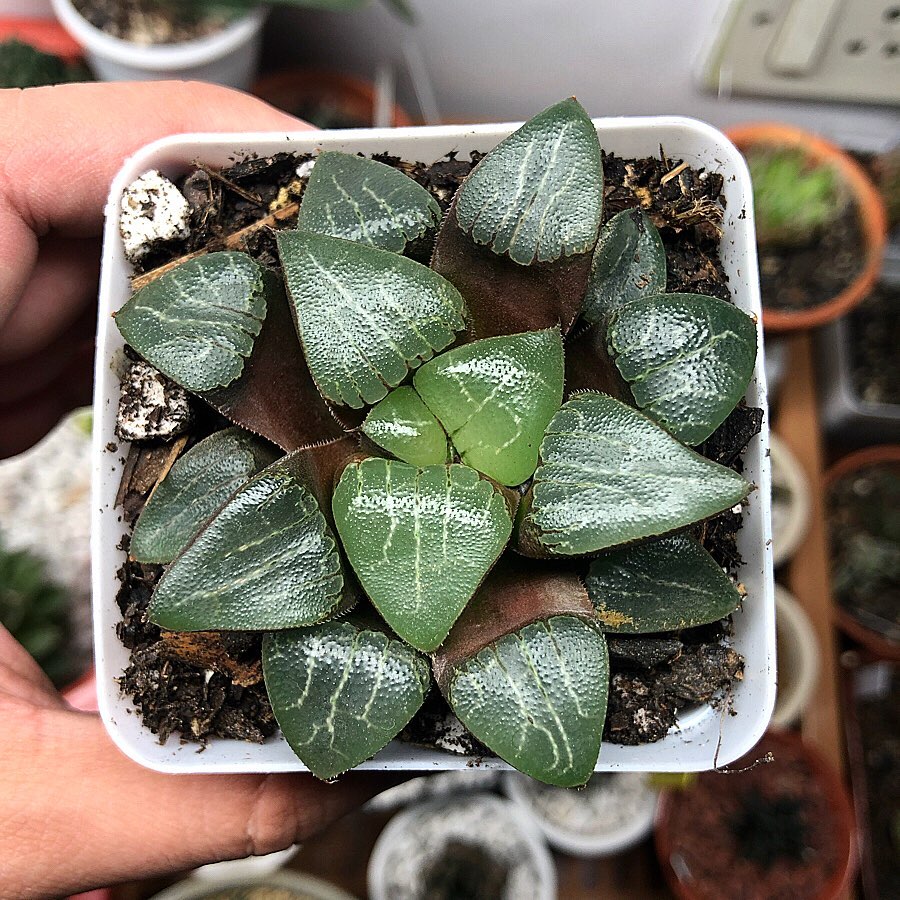 Photo of the plant species Haworthia bayeri on Greg, the plant care app