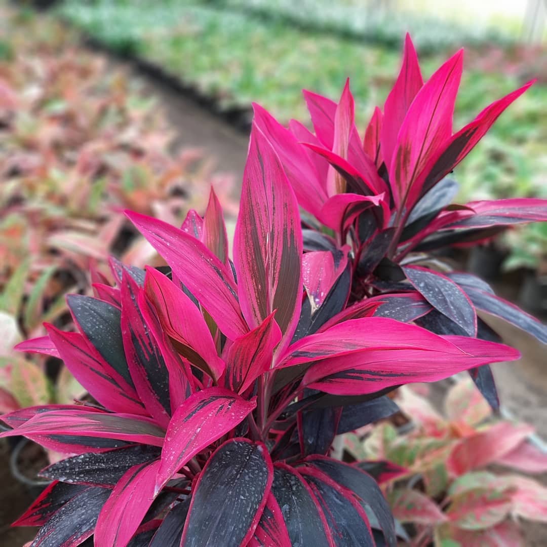 Photo of the plant species Hawaiian Ti Plant 'Florica' on Greg, the plant care app