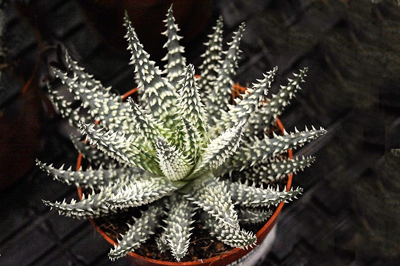Photo of the plant species Hedgehog Aloe on Greg, the plant care app