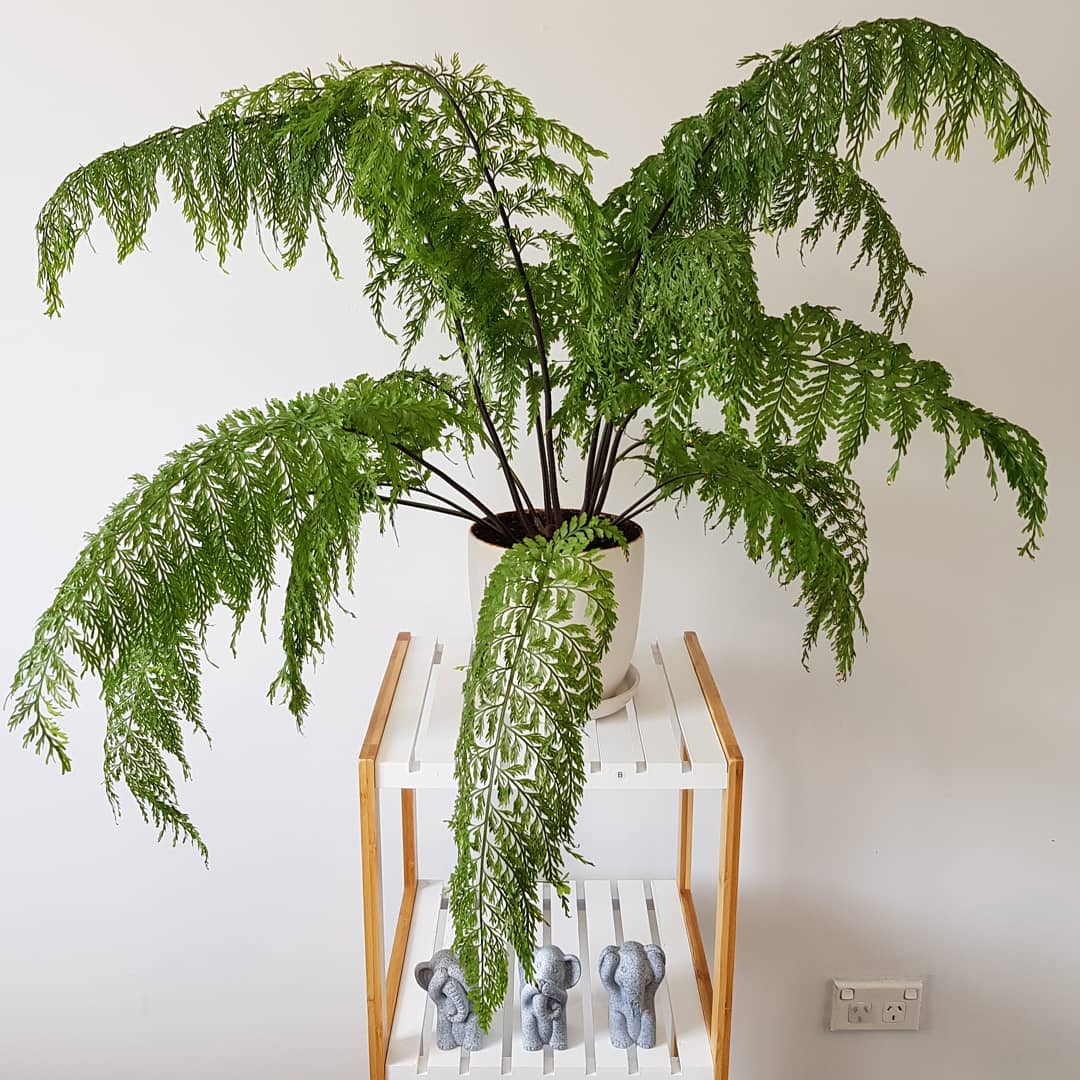 Hen and Chicken Fern Plant Care: Water, Light, Nutrients | Greg App 🌱