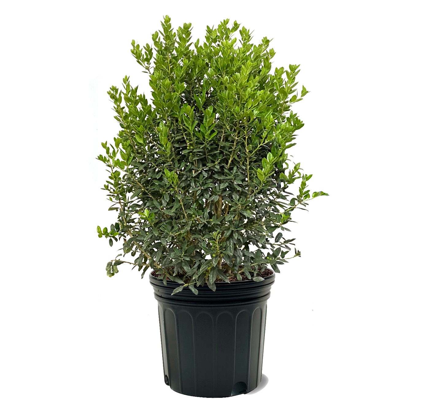 Holly Needlepoint Plant Care Water, Light, Nutrients Greg App 🌱