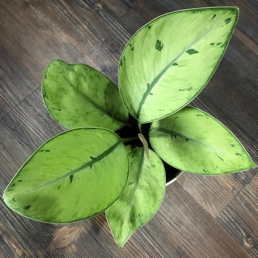 Photo of the plant species Homalomena 'Selby' on Greg, the plant care app