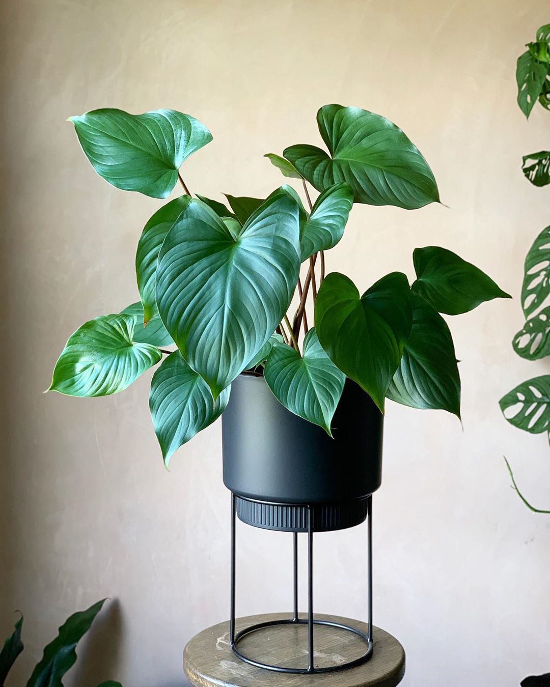 Photo of the plant species Homalomena truncata on Greg, the plant care app