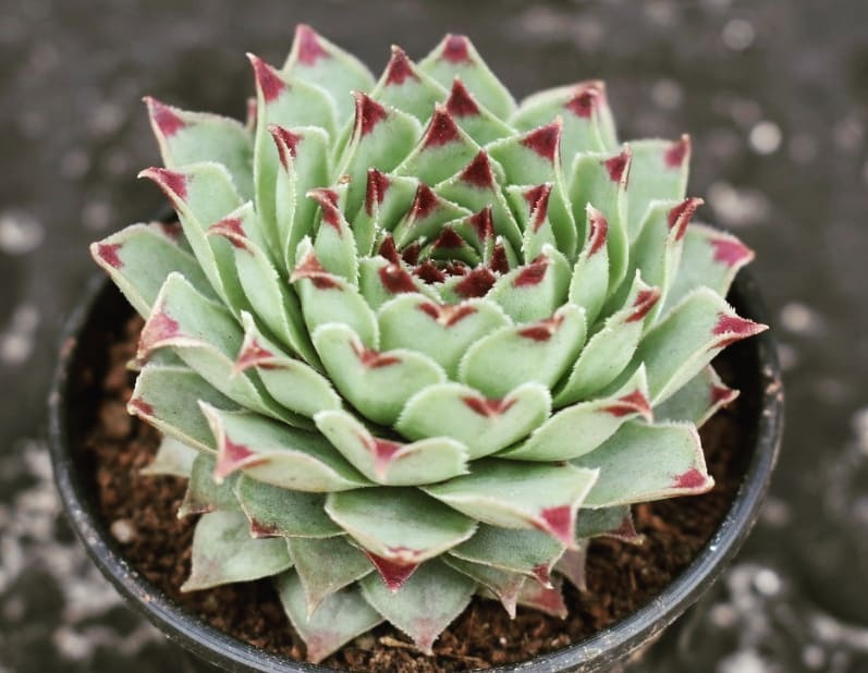 Plant care for Hibiscus on Greg, the plant care app