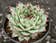 Calculate water needs of Hens and Chicks