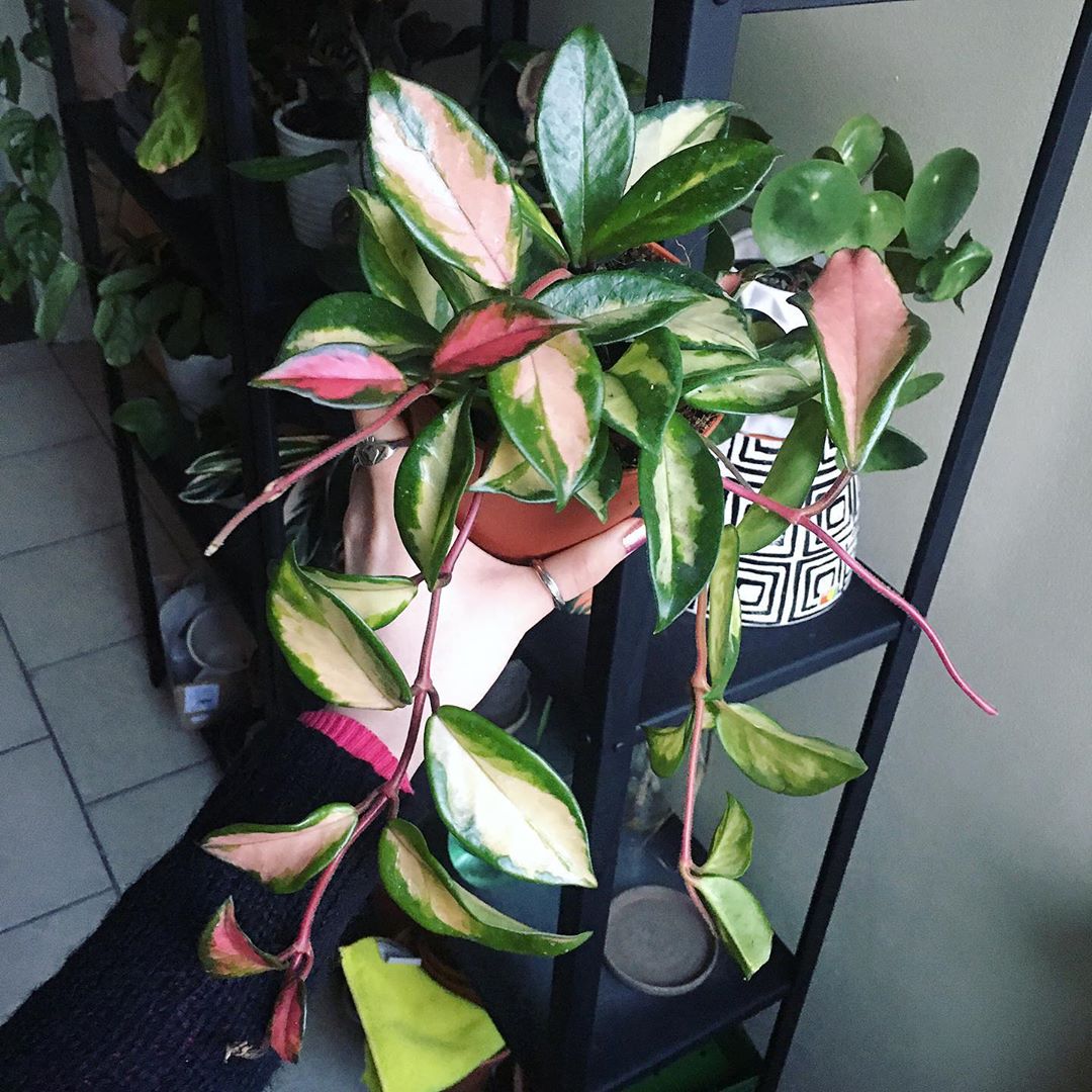 Photo of the plant species Hoya Carnosa Tricolor on Greg, the plant care app