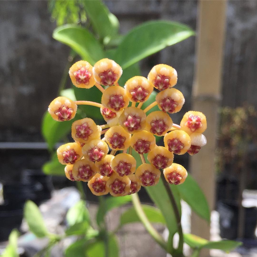 Photo of the plant species Hoya bicknellii on Greg, the plant care app