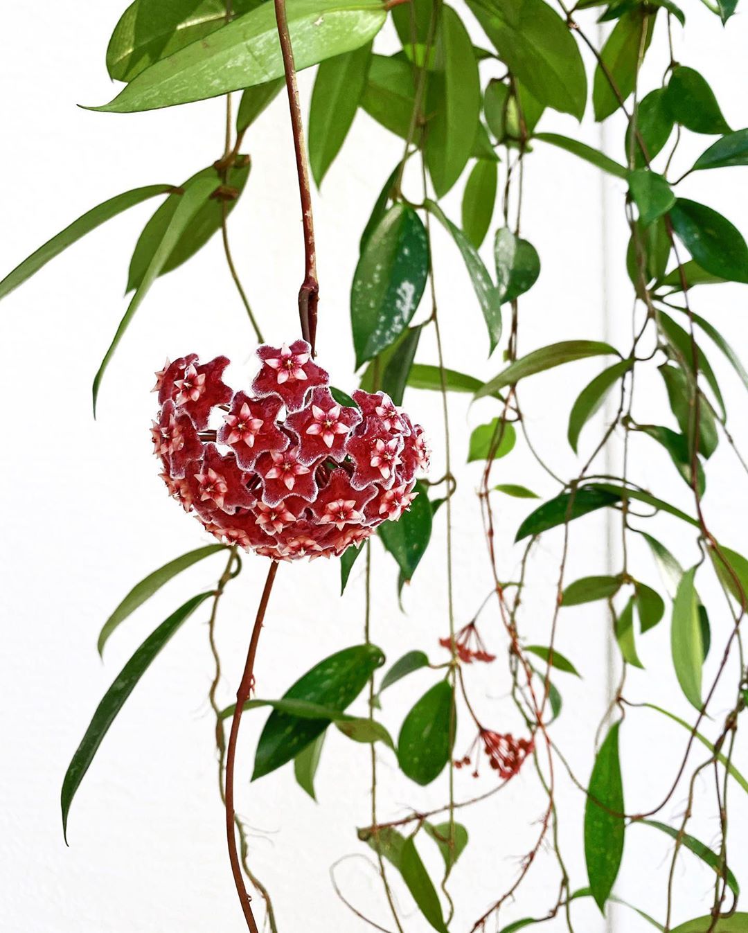 Photo of the plant species Hoya Pubicalyx on Greg, the plant care app