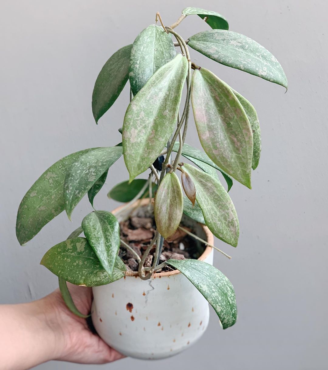 Photo of the plant species Hoya verticillata on Greg, the plant care app