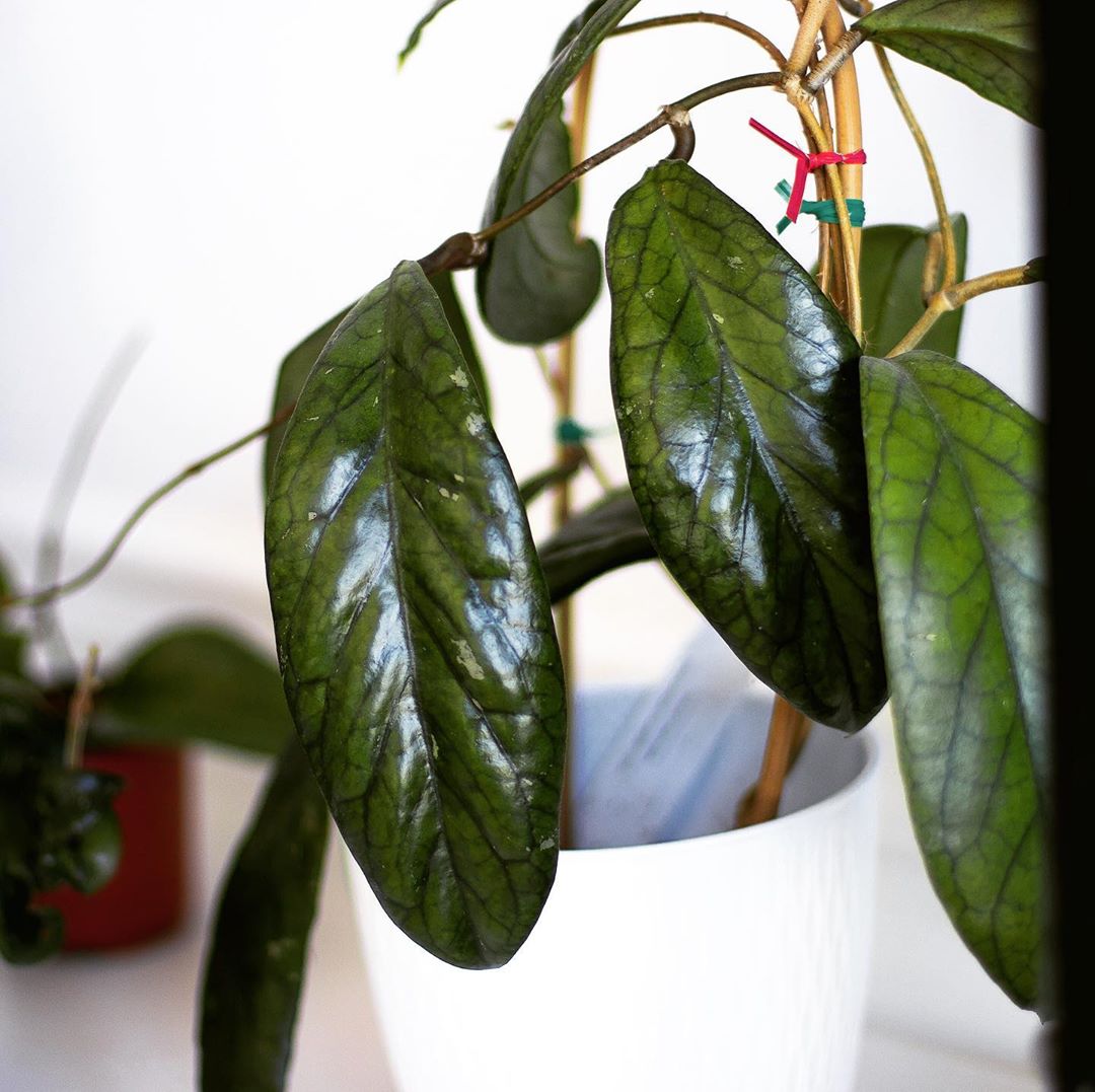 Photo of the plant species Hoya vitellinoides on Greg, the plant care app