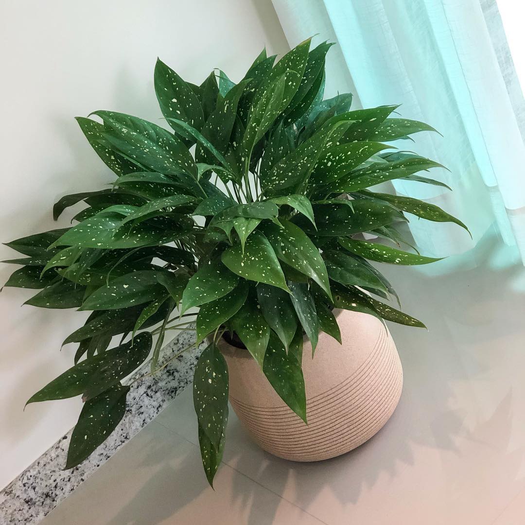 Photo of the plant species Indo-China Aglaonema on Greg, the plant care app