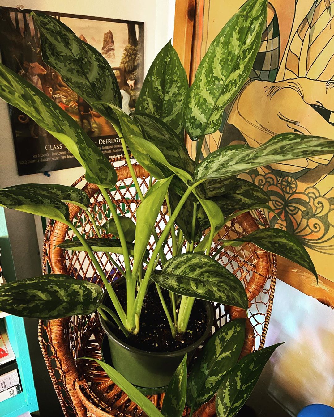 Photo of the plant species Indo Princess Aglaonema on Greg, the plant care app