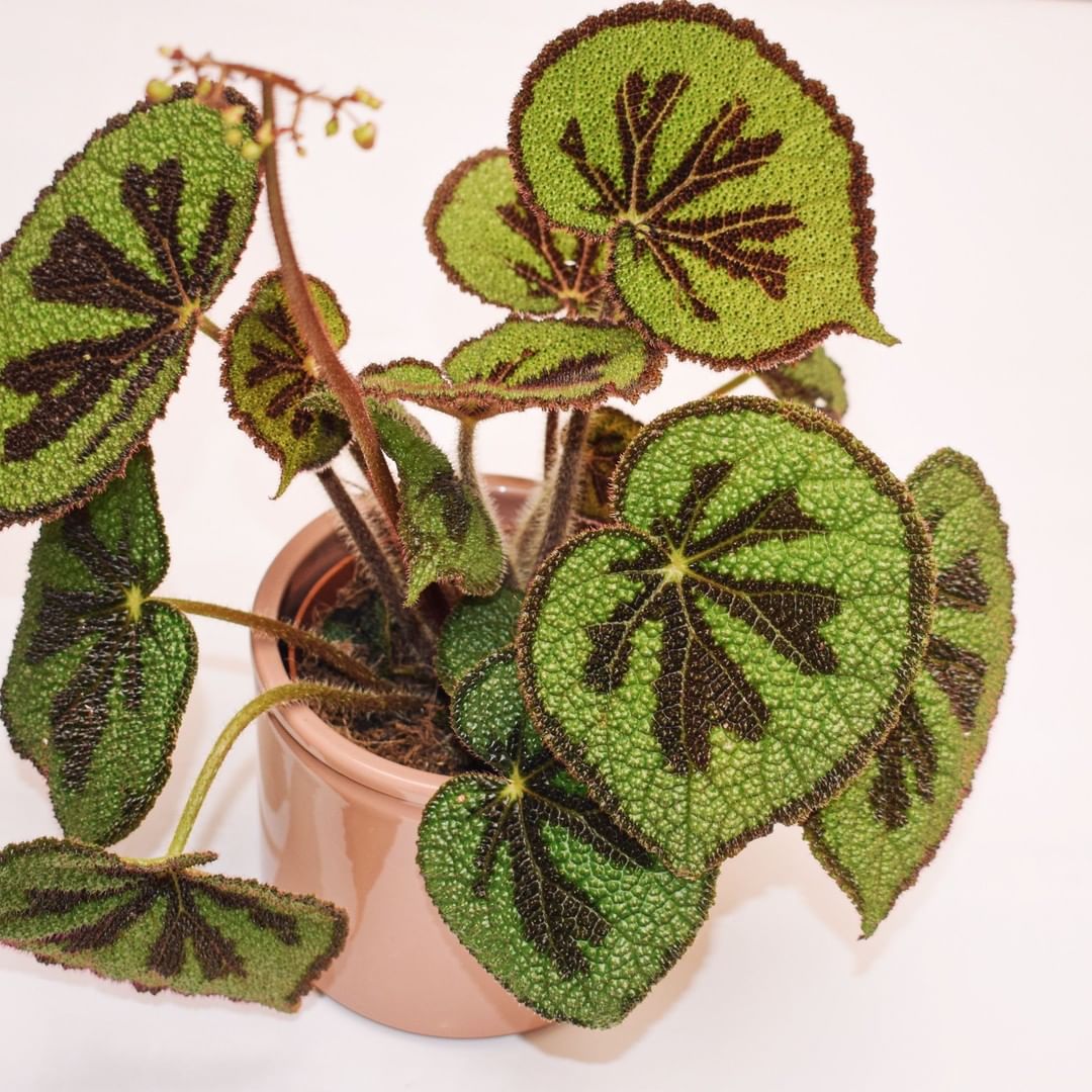 Photo of the plant species Iron Cross Begonia on Greg, the plant care app