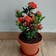 Calculate water needs of Ixora Dwarf Red