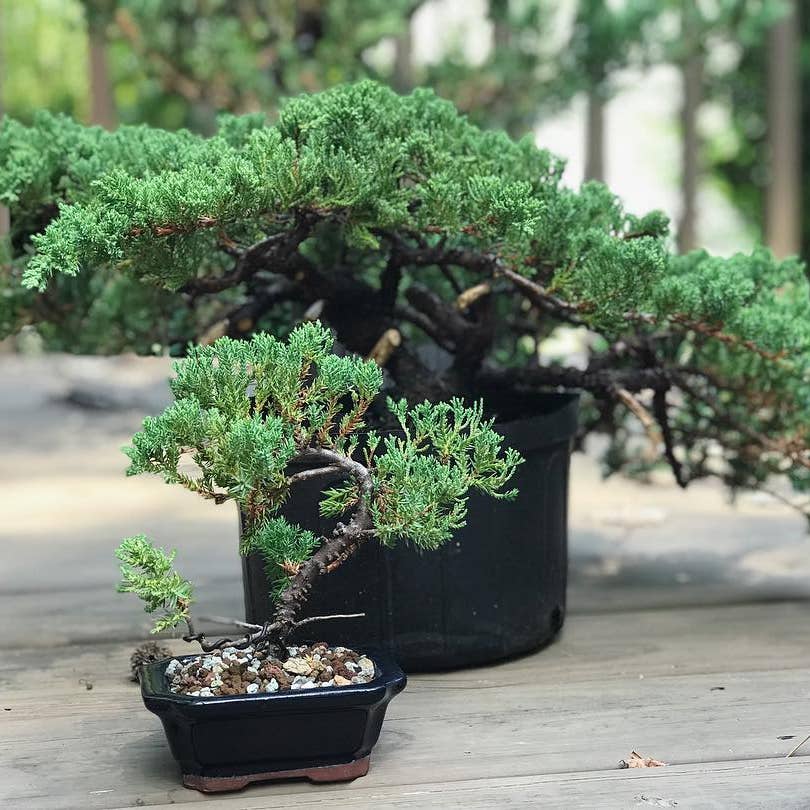 Photo of the plant species Juniperus Procumbens on Greg, the plant care app
