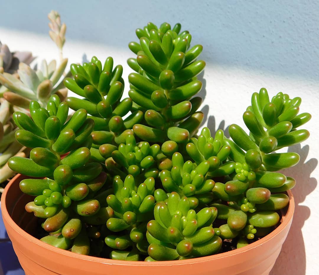 Jelly Bean Plant Plant Care Water, Light, Nutrients Greg App 🌱