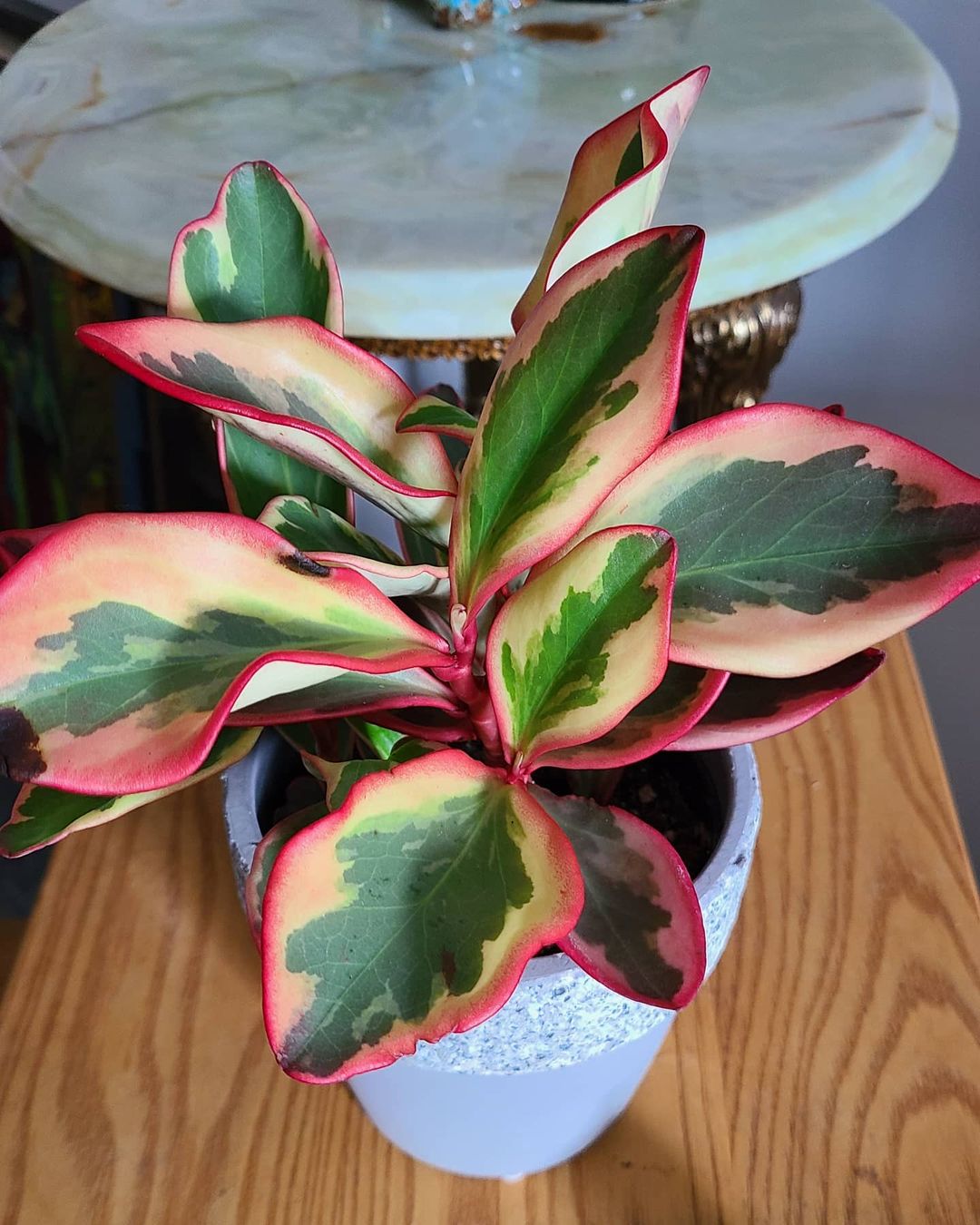 Photo of the plant species Jelly Peperomia on Greg, the plant care app