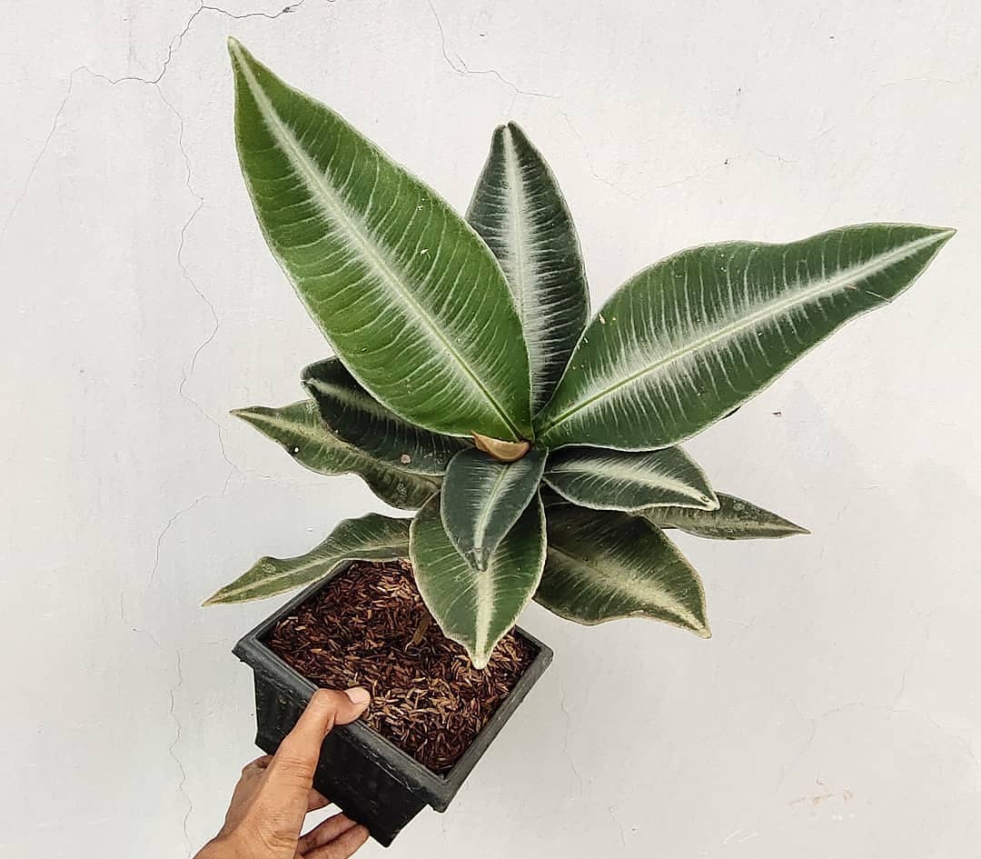 Photo of the plant species Kacip Fatimah on Greg, the plant care app
