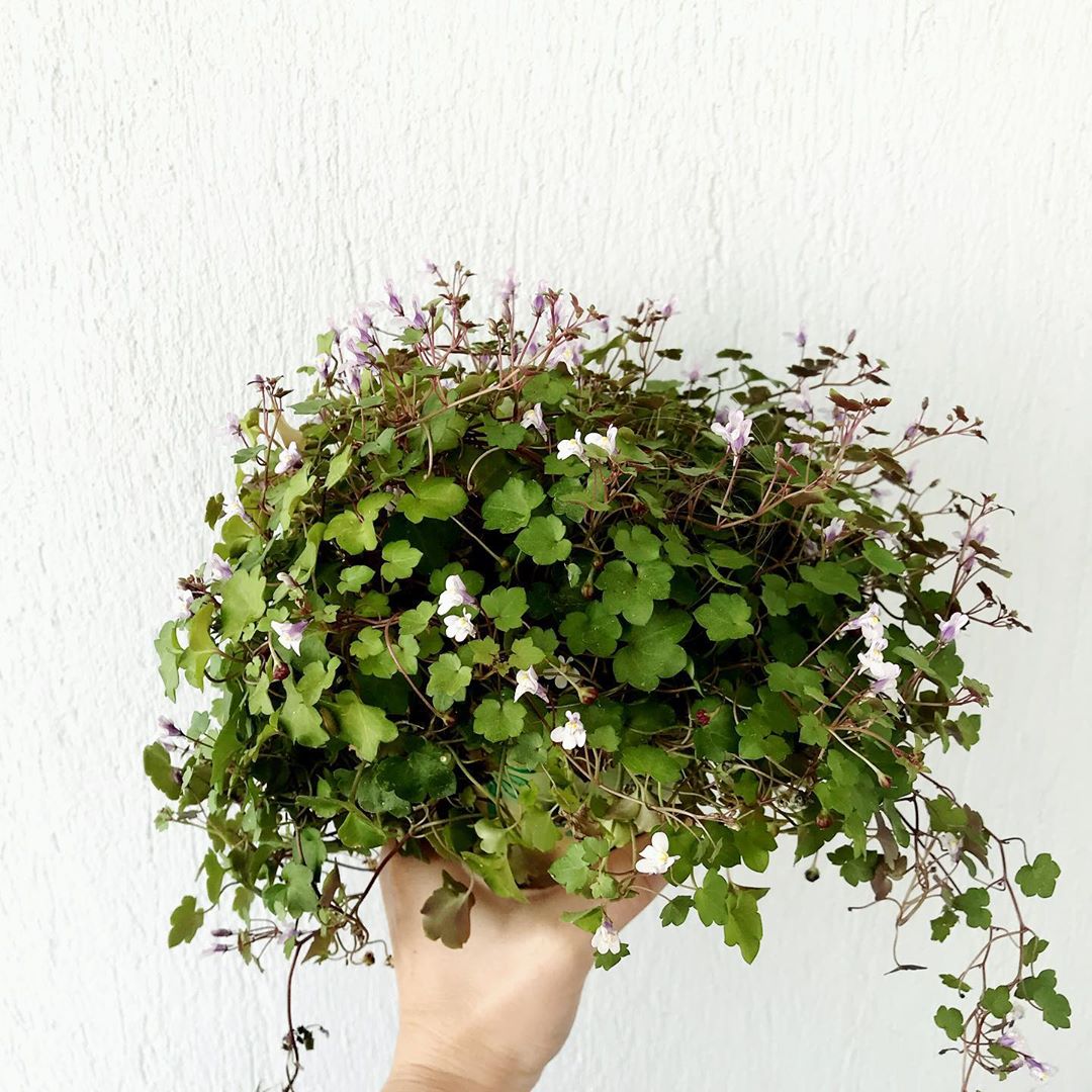 Photo of the plant species Kenilworth Ivy on Greg, the plant care app