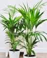 Plant care for Traveller's palm on Greg, the plant care app