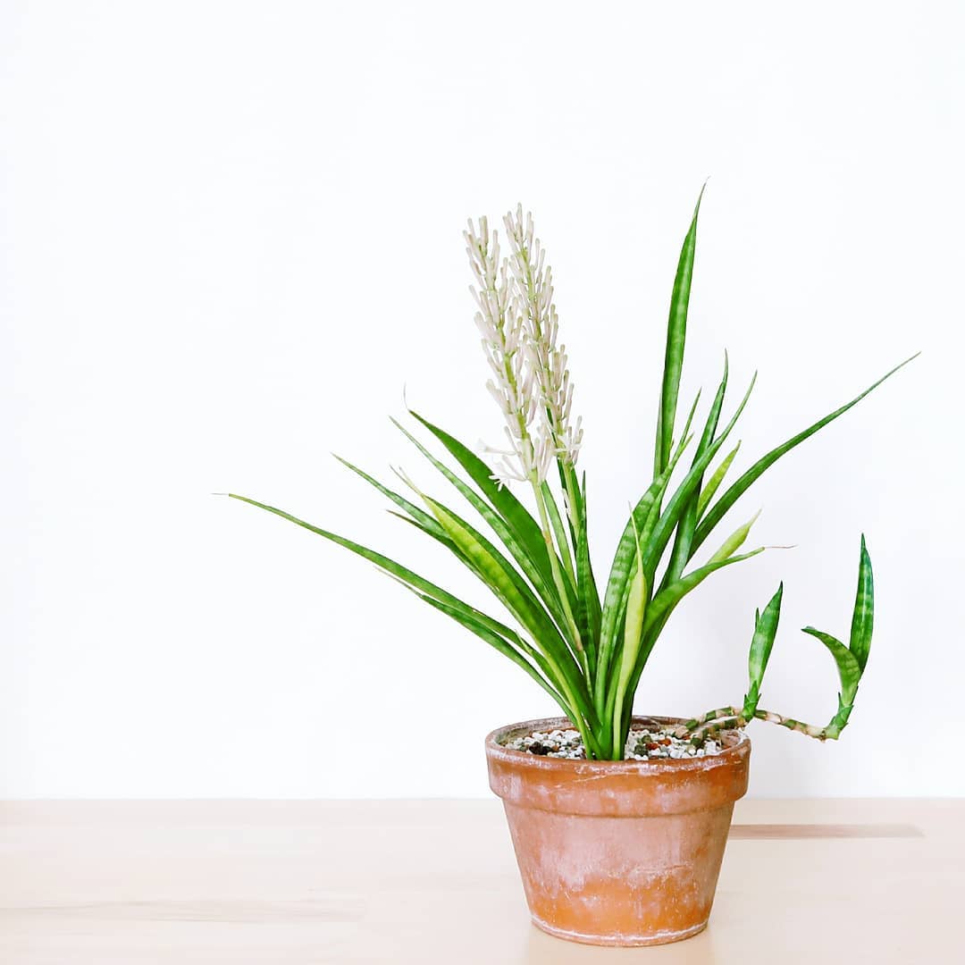 Photo of the plant species Kenya Hyacinth on Greg, the plant care app