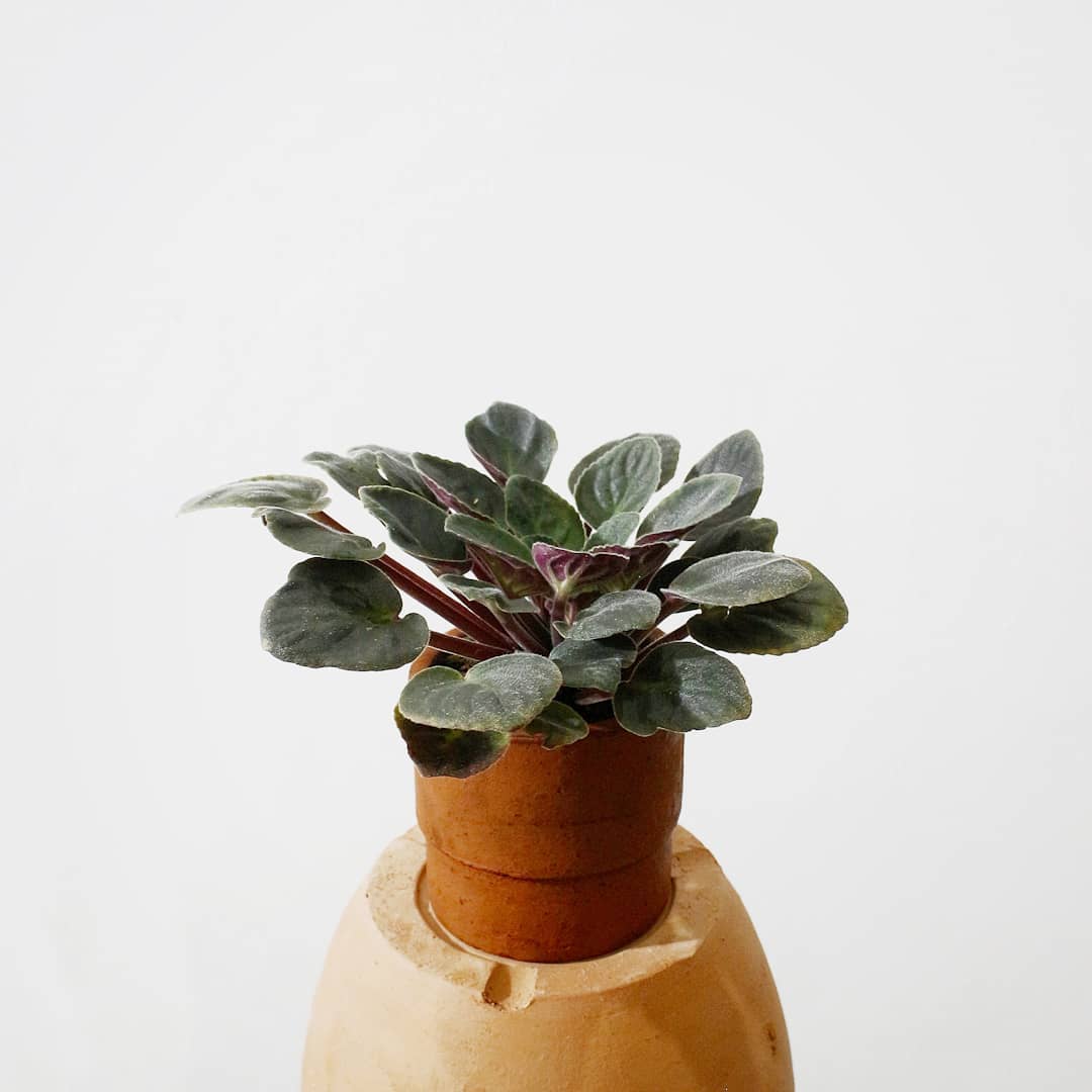 Photo of the plant species Kenyan Violet on Greg, the plant care app