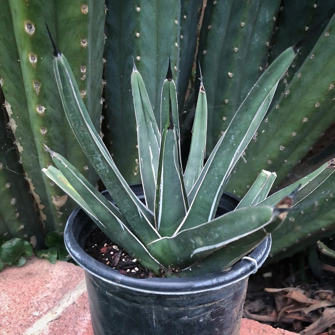 Photo of the plant species King of the Agaves on Greg, the plant care app