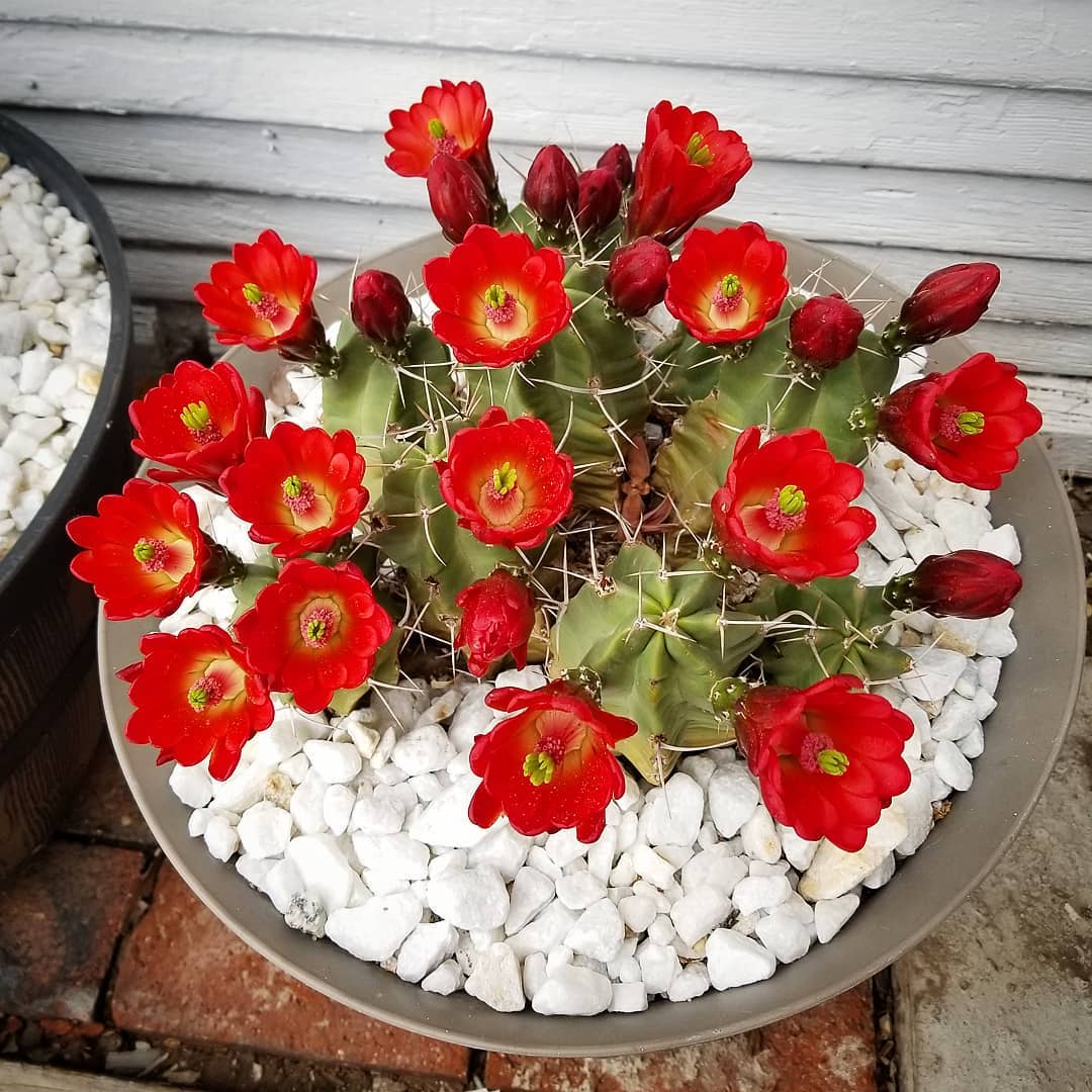 Photo of the plant species Kingcup Cactus on Greg, the plant care app