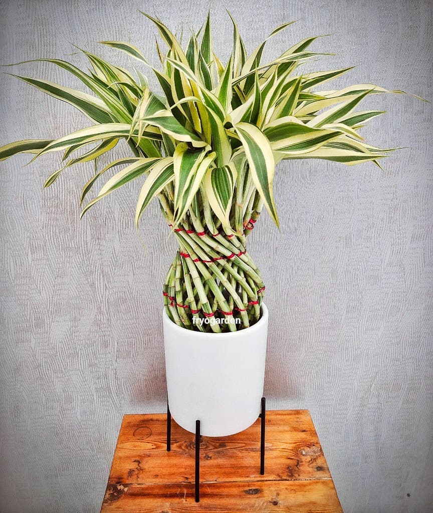 Keep Your Lucky Bamboo Alive Light, Water & Care Instructions