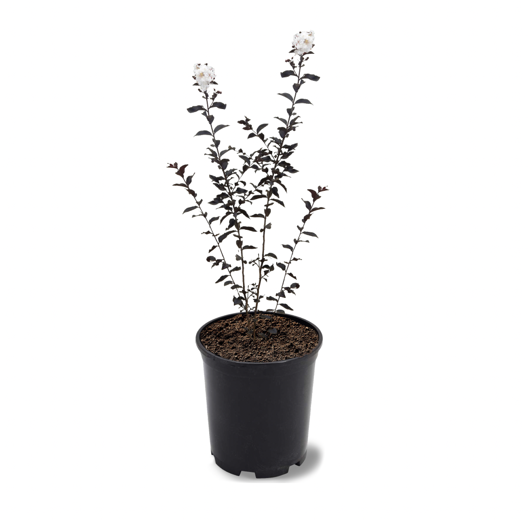Photo of the plant species Lunar Magic Crape Myrtle on Greg, the plant care app