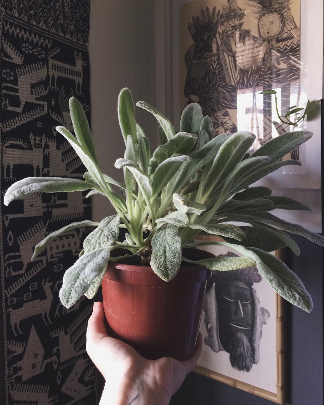 Photo of the plant species Lamb's Ear on Greg, the plant care app