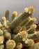 Calculate water needs of Lady Finger Cactus