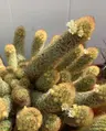 Plant care for Bald Cypress on Greg, the plant care app